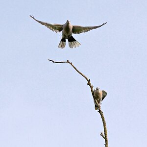 Flucht
