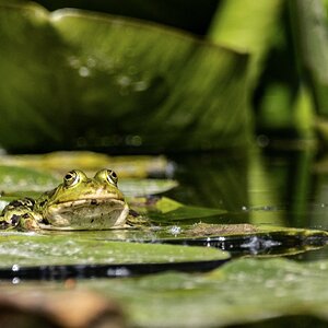 Teichfrosch