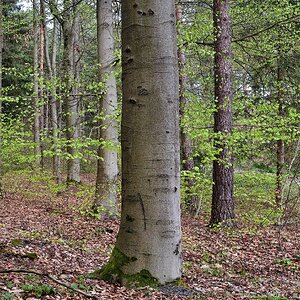 Im Wald da ist es kühl.