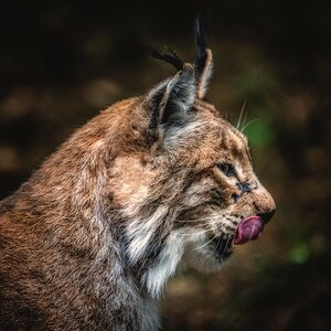 Luchs im Wildpark Poing