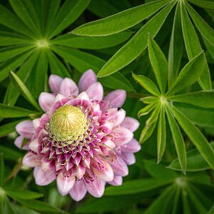 Lupine