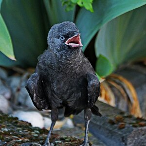 Ich habe Hunger!