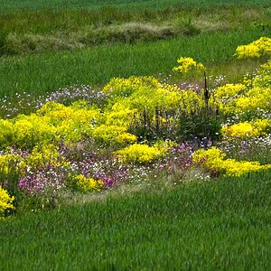 Wildblumenwiese
