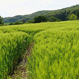 Die Spur führt ins Wiehengebirge
