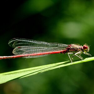 Rotes Stäbchen.