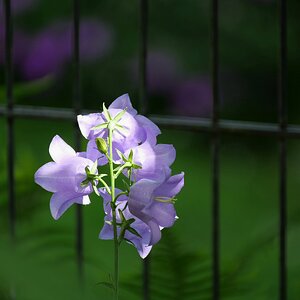 Am Gartenzaun