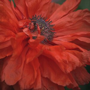 Flamenco