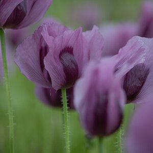 Mohn