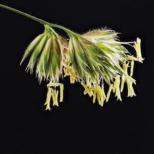 blühendes Knäuelgras