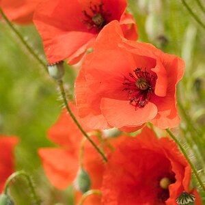 Der Mohn blüht