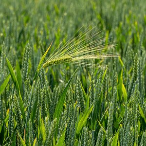 Im Kornfeld: der Außenseiter