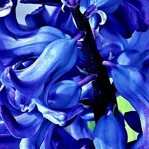 Blaue Blütenkelche