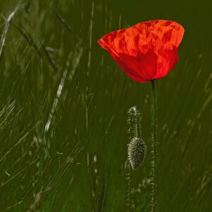 Im Kornfeld: die Auffällige