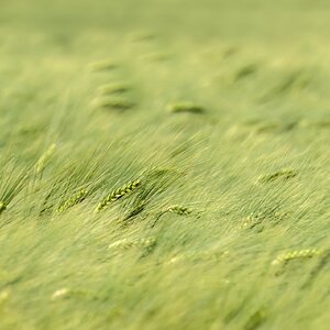 Im Kornfeld: die Vorwitzigen