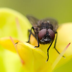 Nur eine Fliege