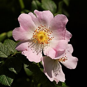 Wildrose