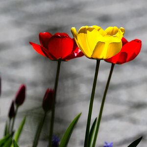 ein paar Tulpen