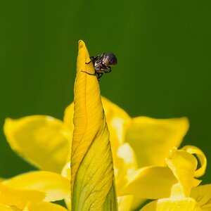 Auf die (der) Spitze treiben