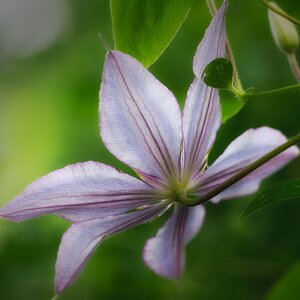 Clematis