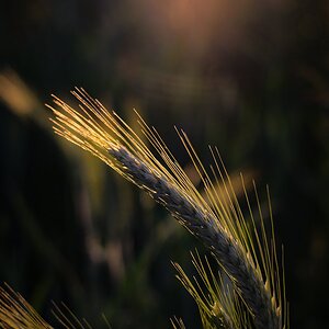 Im Gegenlicht