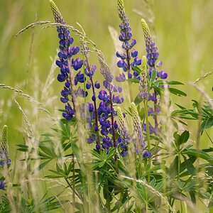 Lupinen