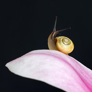 Die Eleganz der Langsamkeit