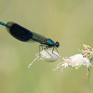 Gebänderte Prachtlibelle Männchen