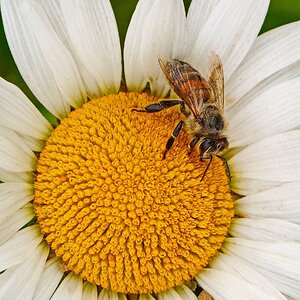 Bienchen auf Margeritenblüte.