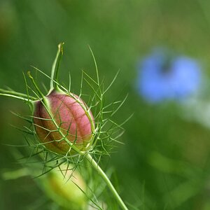 Nach der Blüte