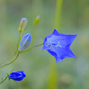 Glockenblume