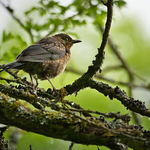 Junge Amsel