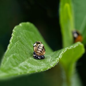 Frisch geschlüpft 🐞