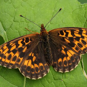 Alpen-Perlmuttfalter (Boloria thore)