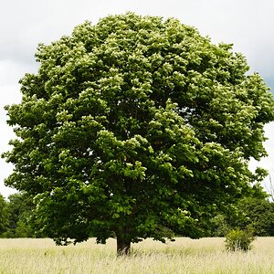 Prächtig
