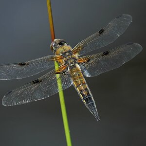 Vierfleck (Libellula quadrimaculata)