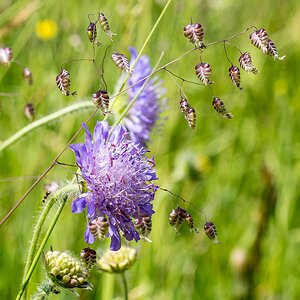 Acker-Witwenblume