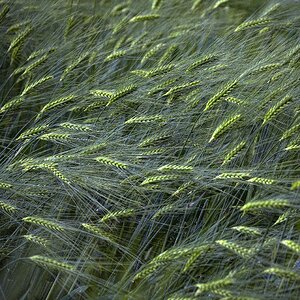 Mit dem Wind