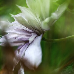 Clematis verblüht.jpg