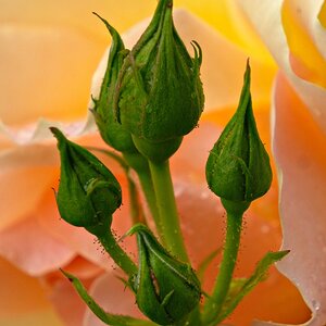 Knospen