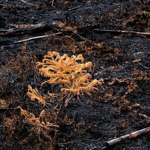 _waldbrand.jpg