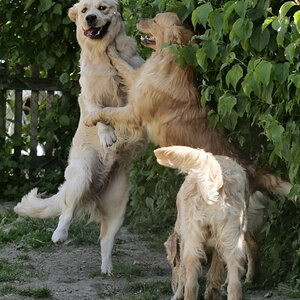 Flotter Walzer.