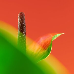 Flamingoblüte