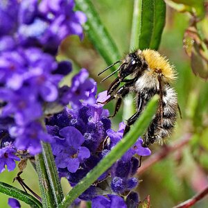 Im Lavendel.