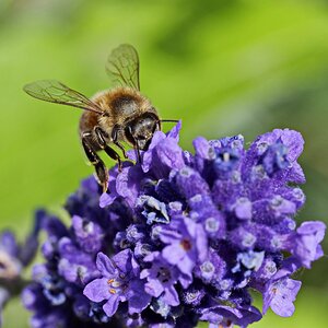 fleißiges Bienchen.