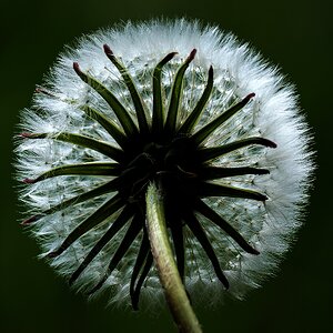 Pusteblume