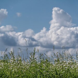 Wildblumen-Idylle