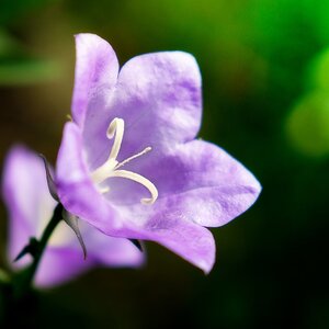 _glockenblume.jpg