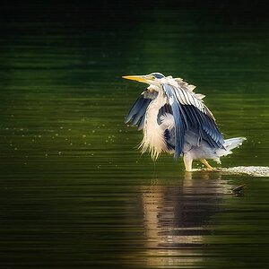 Wassertreten