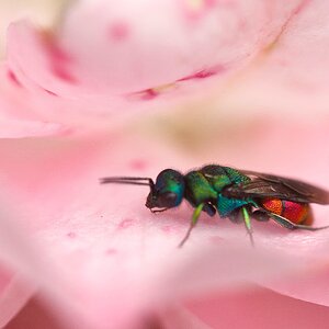 bunte Fliege