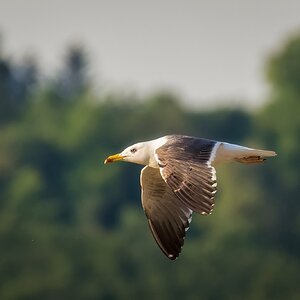 Vorbeiflug